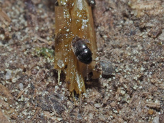 Ptiliidae