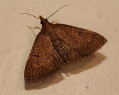 Syllepte ochrotozona