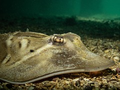 Trygonorrhina dumerilii