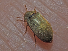 Byturus tomentosus