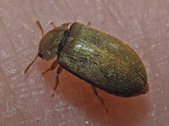 Byturus tomentosus