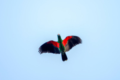 Eclectus roratus