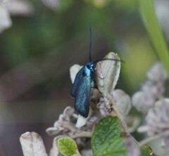 Pollanisus viridipulverulenta