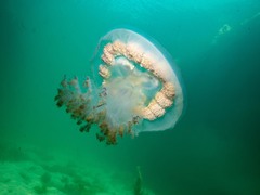 Pseudorhiza haeckeli