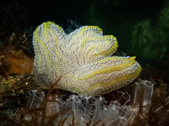 Botrylloides magnicoecus