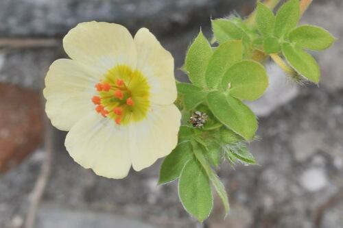 Abrojo (Kallstroemia maxima)