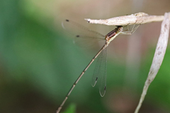 Lestes rectangularis