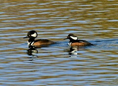 Lophodytes cucullatus