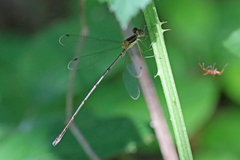 Lestes rectangularis