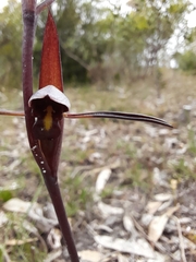 Orthoceras strictum
