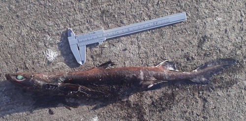 Granular dogfish (Centroscyllium granulatum) — Etmopteridae — 5