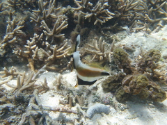 Heniochus chrysostomus