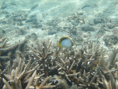 Chaetodon melannotus