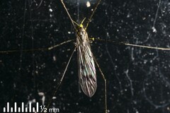 Dicranomyia