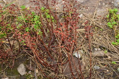 Lysimachia mauritiana