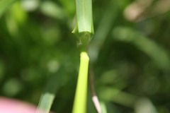 Glyceria striata