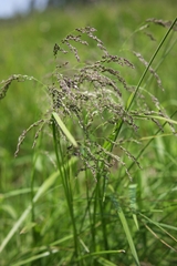 Glyceria striata