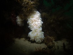 Sepioteuthis australis