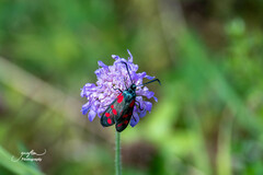 Zygaena filipendulae
