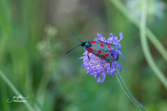 Zygaena filipendulae
