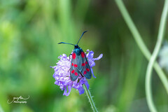 Zygaena filipendulae
