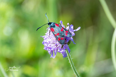 Zygaena filipendulae