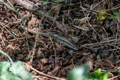 Podarcis muralis