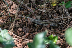 Podarcis muralis