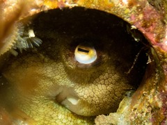 Octopus pallidus