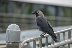 Corvus monedula