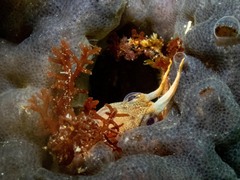 Parablennius tasmanianus