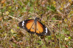Danaus petilia