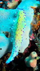 Pseudoceros laingensis