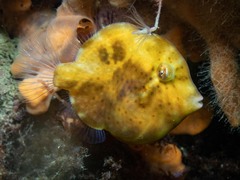 Brachaluteres jacksonianus