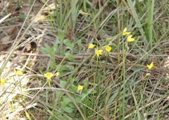 Diuris chryseopsis