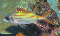 Neoniphon sammara