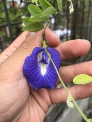 Clitoria ternatea