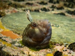 Parablennius tasmanianus