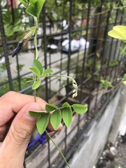 Clitoria ternatea