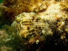 Brachaluteres jacksonianus