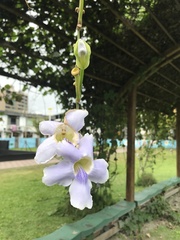 Thunbergia grandiflora