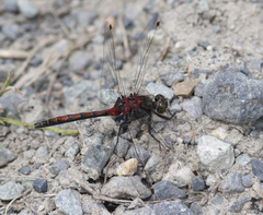 Leucorrhinia borealis