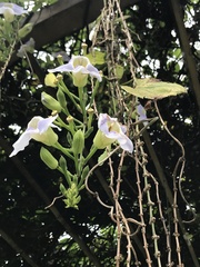 Thunbergia grandiflora