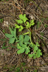 Peucedanum japonicum