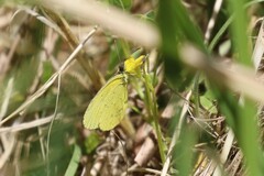 Eurema smilax