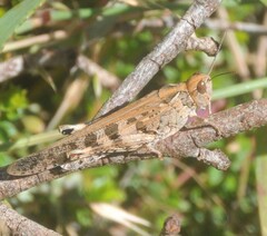Chortoicetes terminifera