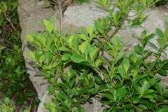 Euonymus japonicus