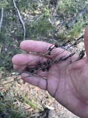 Haemodorum austroqueenslandicum