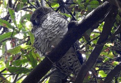 Ninox strenua