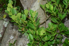 Euonymus japonicus